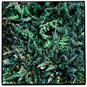 Green bushes in medium format film frame
