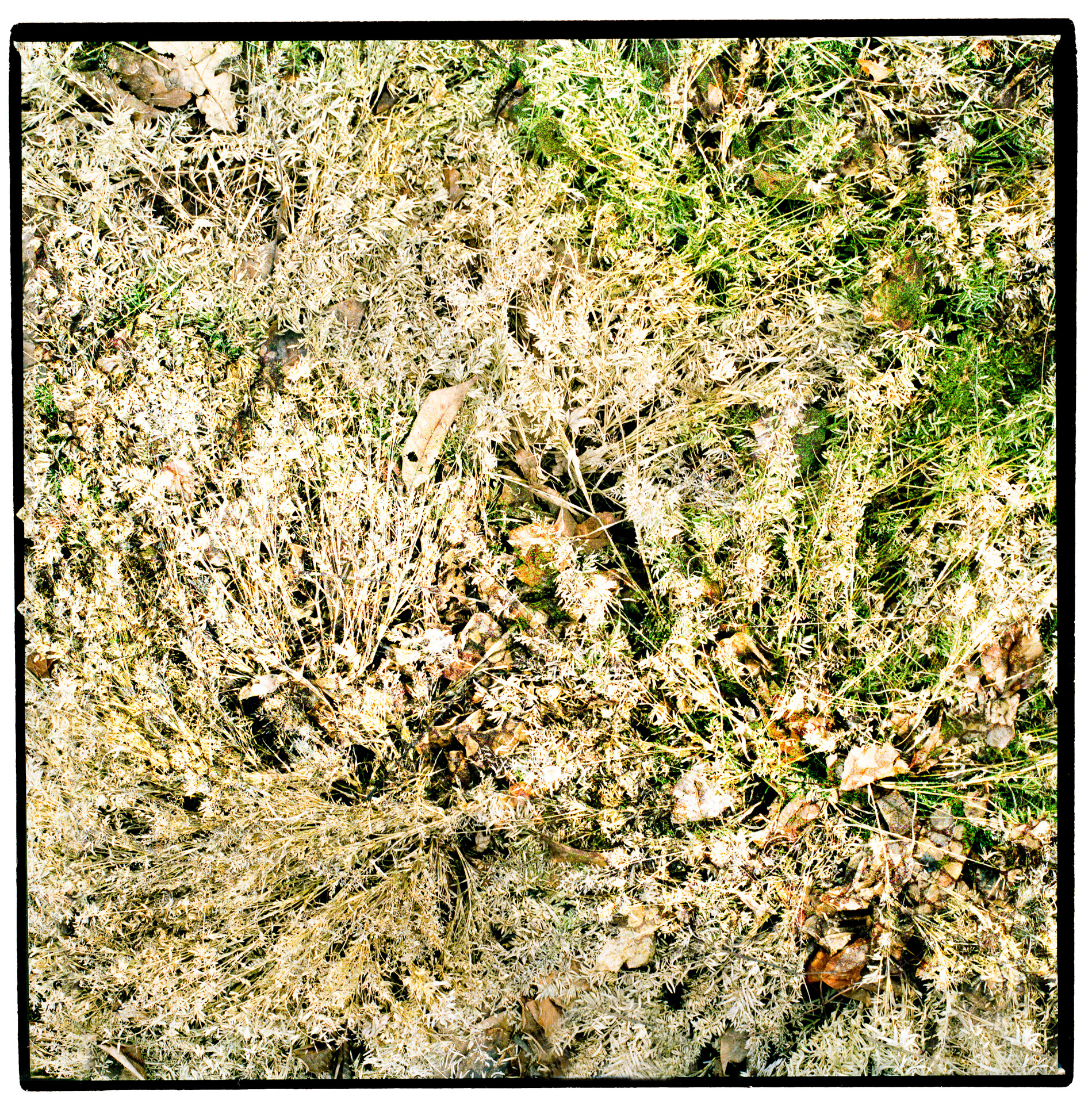 Moss Image, Weeds, Beneath Our Feet, Chris Moss