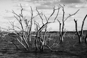 Landscape, Moss Image, dead trees coming out of the water at a lake
