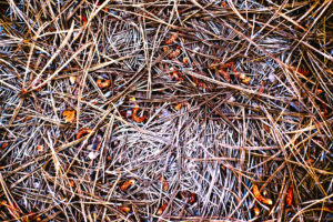 Beneath Our Feet, Conceptual Art, Moss Image, Pine needles