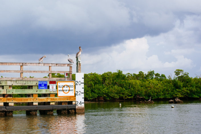 bird perched on a pier in florida river, moss image, chris moss, florida, cuba, travel